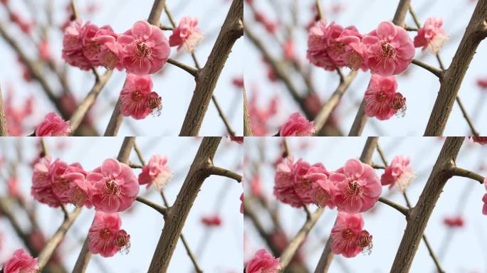 阳光下的轻轻摇摆梅花 唯美意境特写