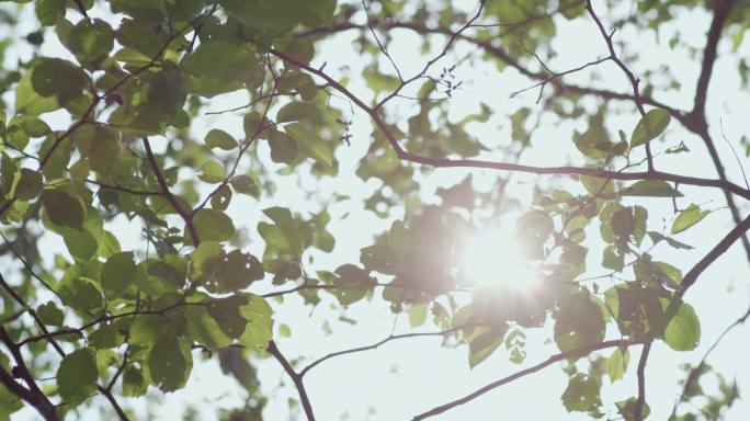 阳光穿过树叶