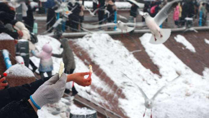 雪中的青岛栈桥海鸥