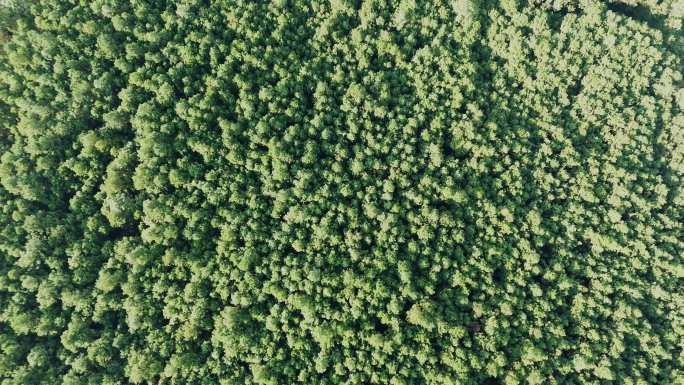 森林树木、林下三七种植基地林地航拍4K