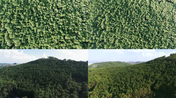 森林树木、林下三七种植基地林地航拍4K