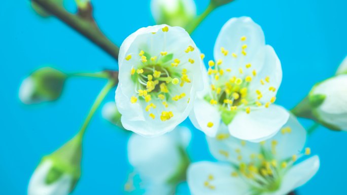 延时花开 实拍唯美春日春天花开