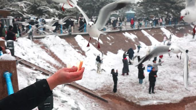 升格雪中的青岛栈桥喂海鸥