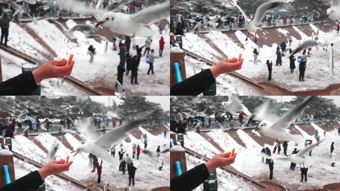 升格雪中的青岛栈桥喂海鸥