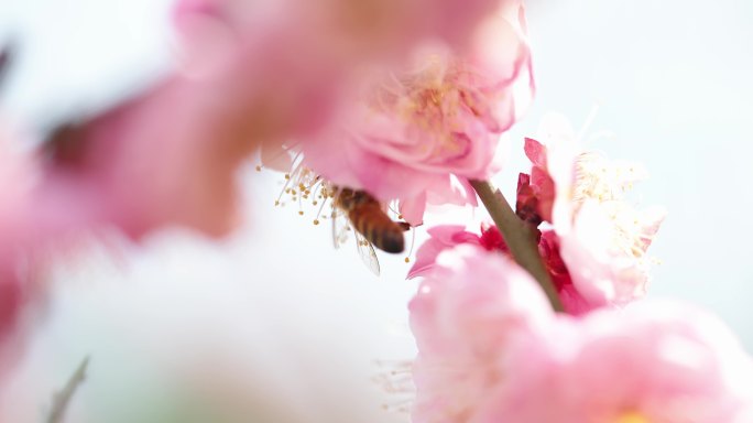 梅花盛放 蜜蜂采花