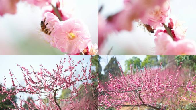 梅花盛放 蜜蜂采花