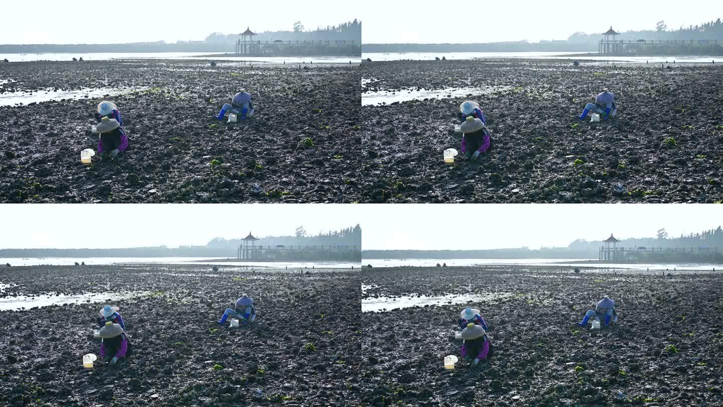 湛江海边退潮后滩涂海滩赶海捡海蛎子的渔民