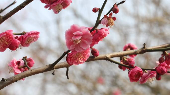 阳光下的轻轻摇摆梅花 唯美意境微距特写