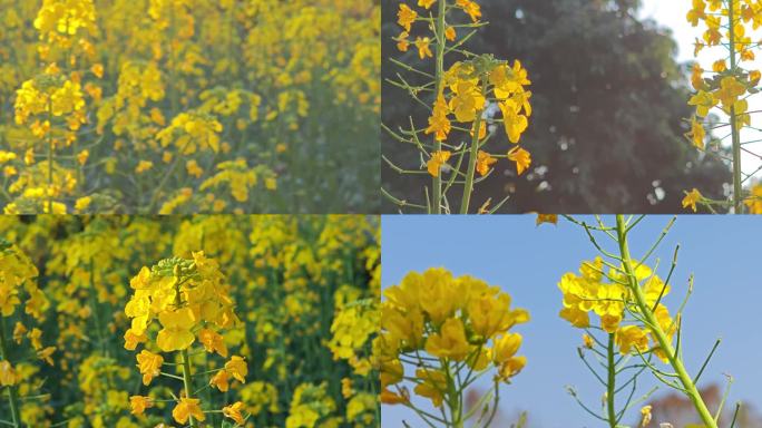 油菜花地，蜜蜂辛勤劳动