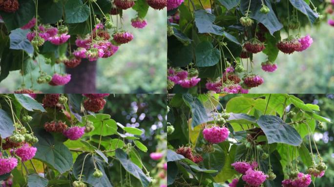 花开花落非洲芙蓉