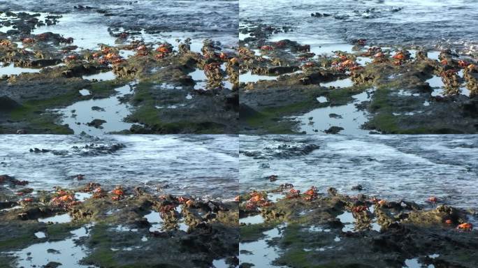 一大群红岩蟹，沿着加拉帕戈斯群岛的石岸漫步。
