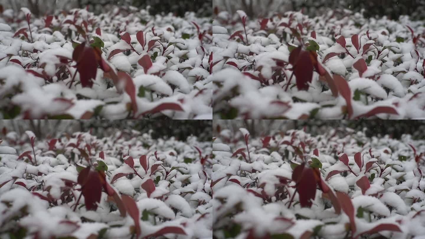 冬天下雪雪景小雪中雪大雪雪花飘落舞台背景