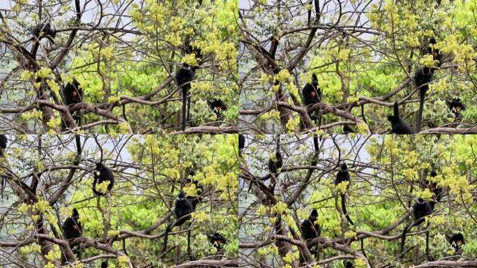 贵州沿河：黑叶猴种群扩大至72群763只