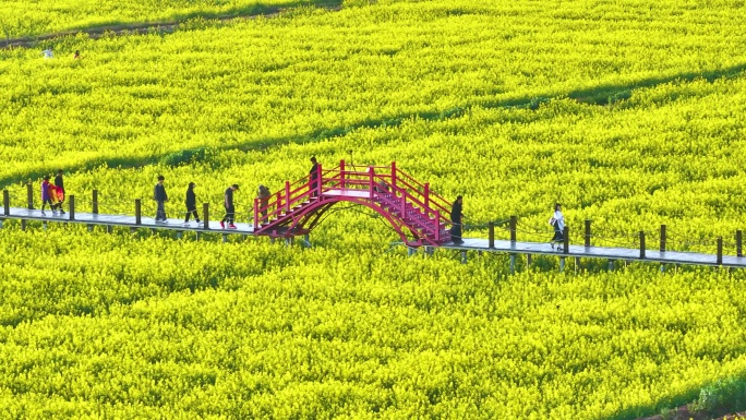 沙堤村油菜花