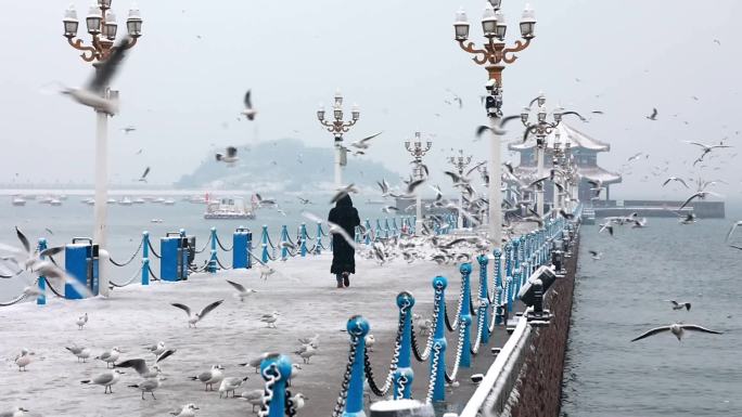 升格雪中的青岛栈桥海鸥