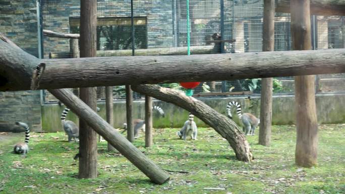 动物园猴子集锦