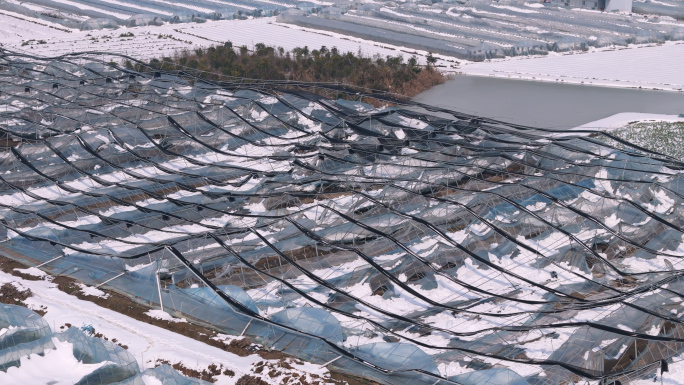 雪后受灾蔬菜大棚 湖北冻雨灾害 荆州大雪