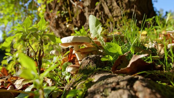 惊人的近距离镜头野生蘑菇生长在老树的根在树林里