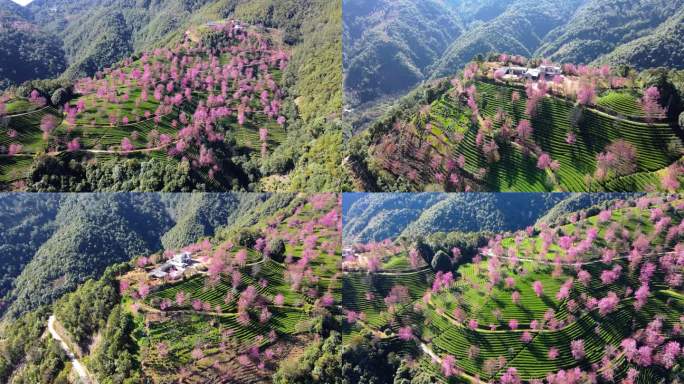 无量山樱花航拍茶园