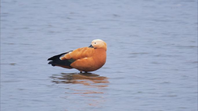 鸟类迁徙的季节 沙河水库候鸟
