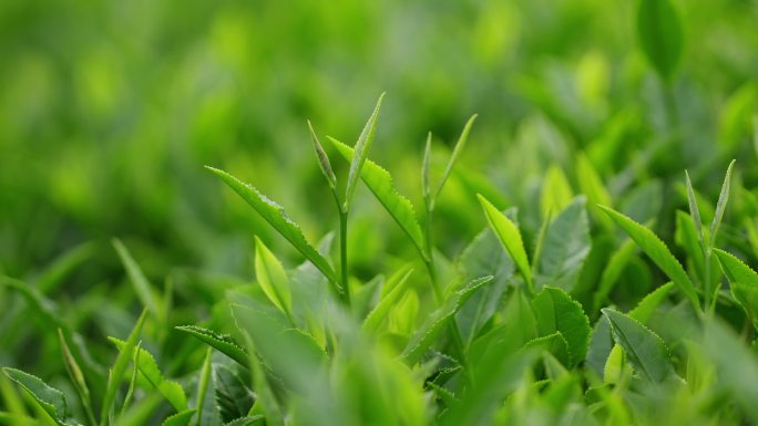 武夷岩茶特写茶山