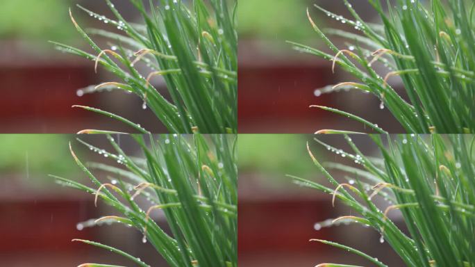 下雨雨滴落香葱小葱特写慢动作升格