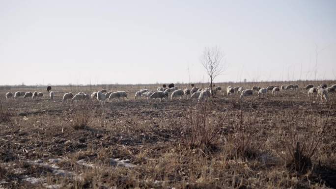 农村羊群放牧
