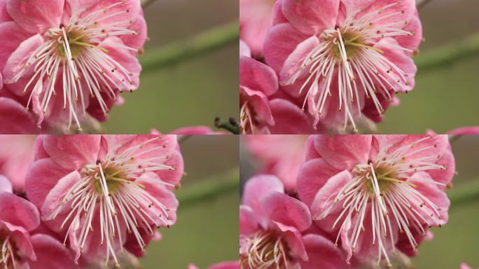 阳光下的轻轻摇摆梅花 唯美意境微距特写