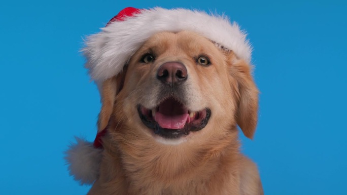 一只喘着气的金毛猎犬，戴着圣诞老人的帽子，躺在蓝色的背景上，舌头伸出来