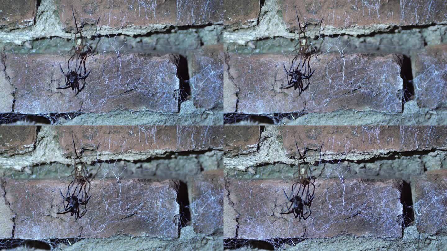 雌雄南方缝蛛夜间在墙上交配。