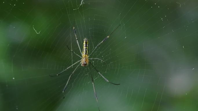 4K自然界蜘蛛微距实拍
