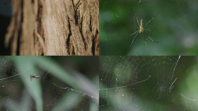 4K自然界蜘蛛微距实拍