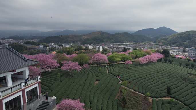 台品樱花茶园