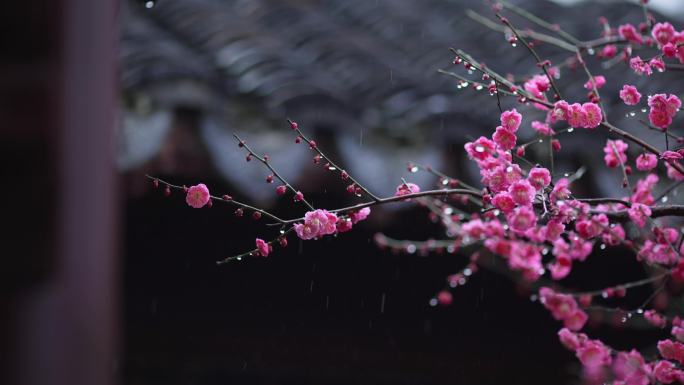 梅花在春雨中盛开