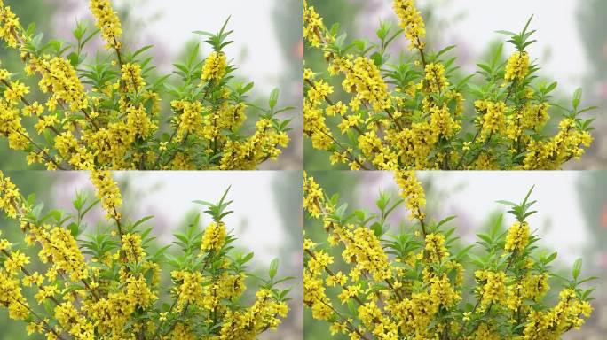 迎春花 春季花朵 春天 景色 万物复苏