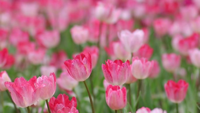 南宁青秀山郁金香花空镜特写