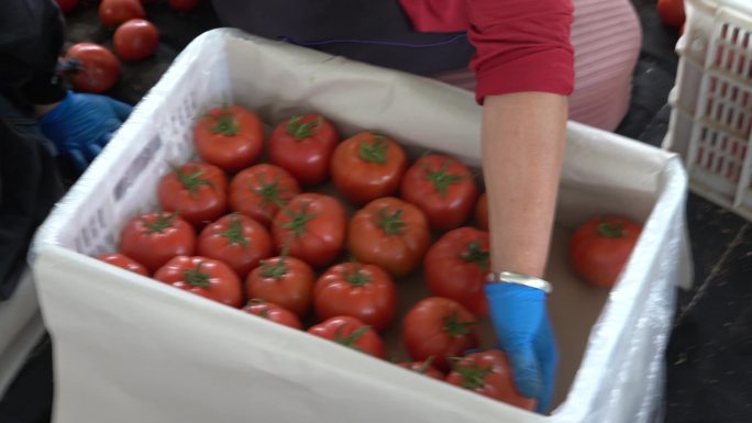 农民将采摘好的西红柿装箱