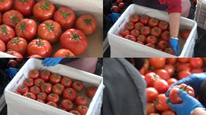 农民将采摘好的西红柿装箱