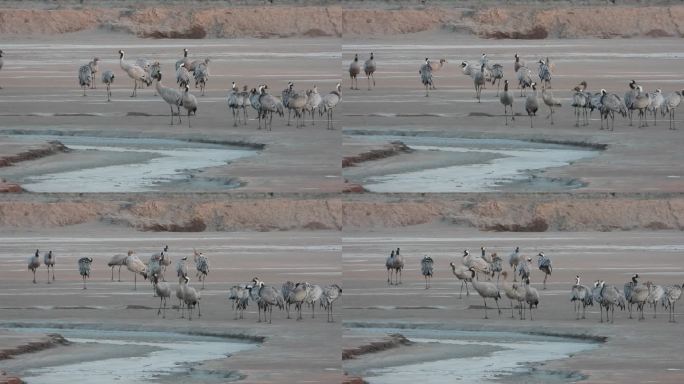 湿地灰鹤白脸琵鹭鸟群鸟浪06