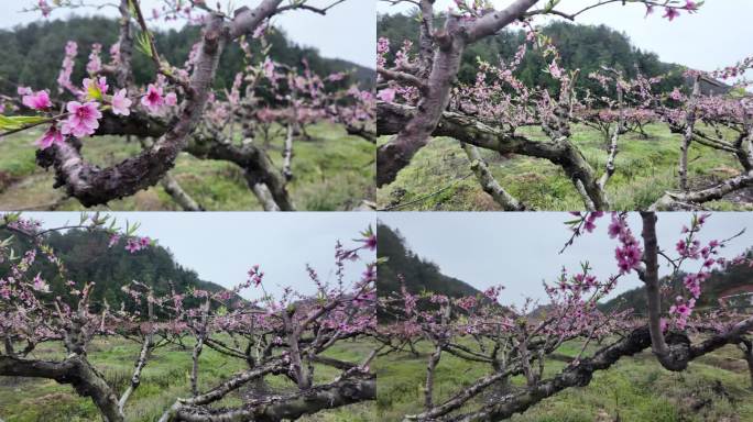 桃花雨露