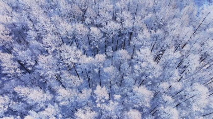 森林树木雪景航拍