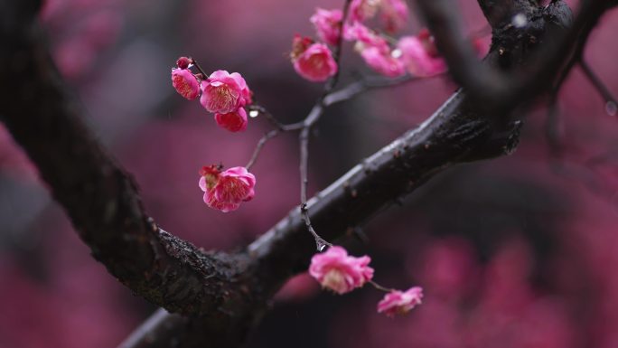 梅花在春雨中盛开