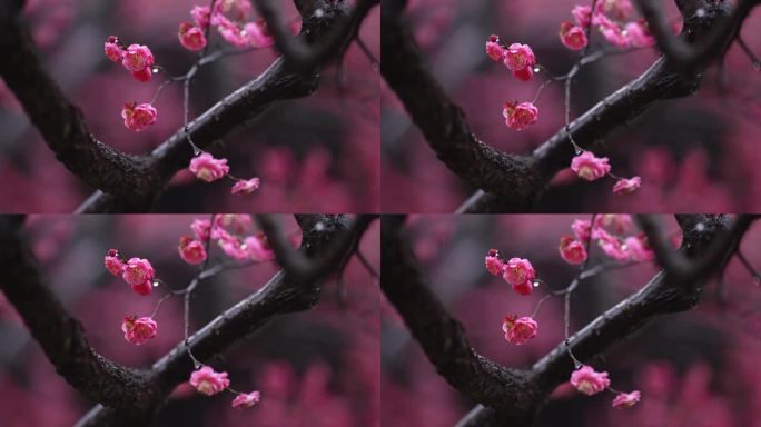 梅花在春雨中盛开