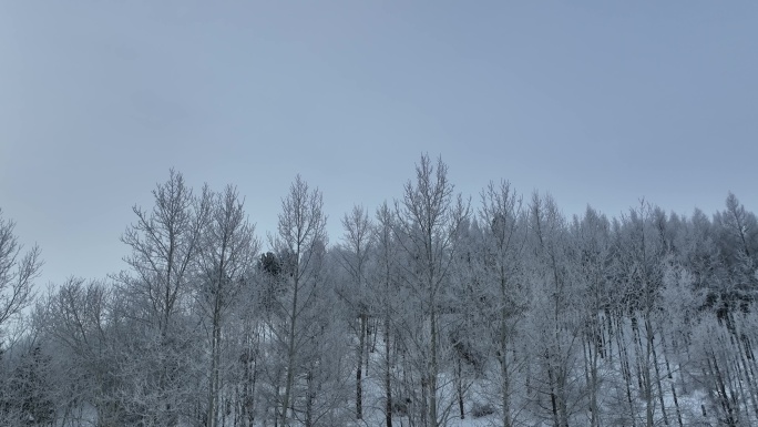 呼伦贝尔惊蛰时节山林雪景