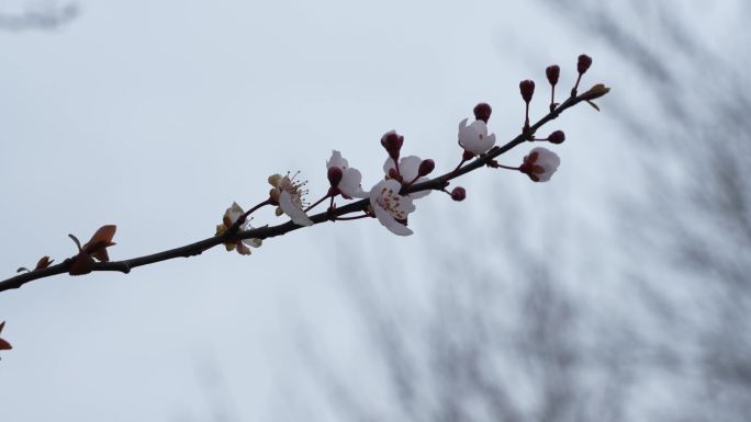 花儿树枝春天