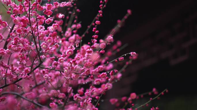 梅花在春雨中盛开