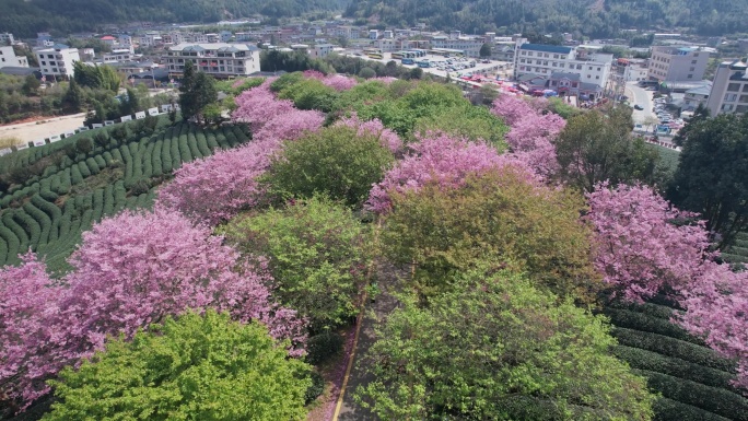 台品樱花茶园 樱花航拍