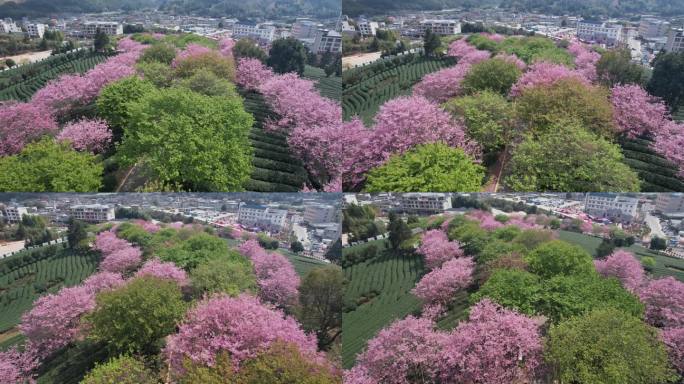 台品樱花茶园 樱花航拍