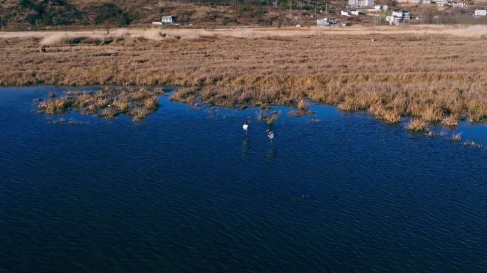 4k贵州威宁草海黑颈鹤栖息地航拍