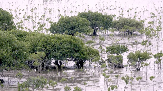 深圳红树林自然保护区滩涂鱼